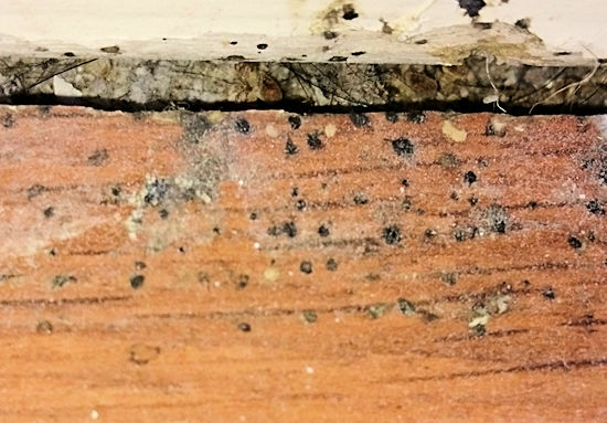 Remaining evidence after Bed Bug Heat Treatment Image of evidence after Bed Bug Heat Treatment