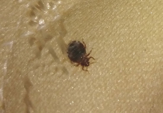 Adult Bed Bug on Mattress Image of Adult Bed Bug on mattress