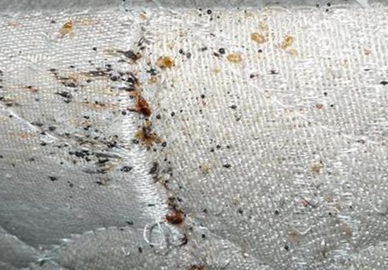 Tell tale signs of bed bug development Image of bed bug debris